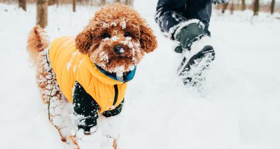 RSPCA issues pet care advice amid cold weather