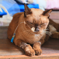 RVC shares new feeding tube guidelines