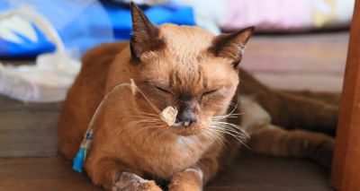 RVC shares new feeding tube guidelines