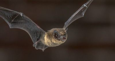 Study reveals insights into bat navigation