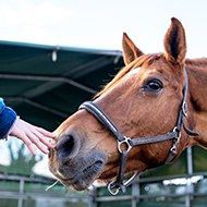 Horse react to smell of fear, study finds
