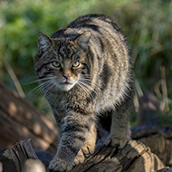 Study highlights importance of diversity to Scottish wildlife