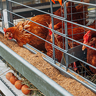 Defra reveals welfare plans for laying hens and lambs