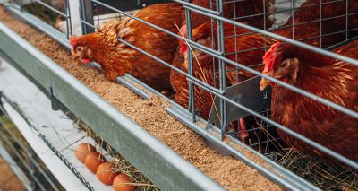 Defra reveals welfare plans for laying hens and lambs