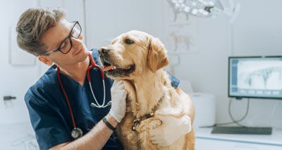 AWF seeks trustees to guide future of charity