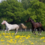 New tool helps assess horse welfare on yards