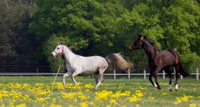 New tool helps assess horse welfare on yards