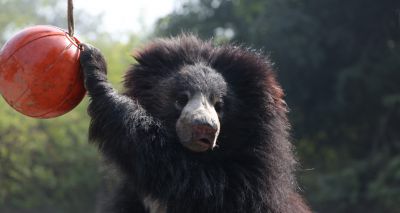 Rescued 'dancing bear' honours rescue charity hero