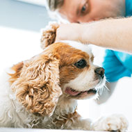 RVC launches cat and dog hearing clinic