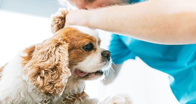 RVC launches cat and dog hearing clinic