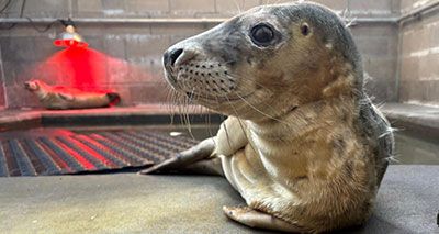 Charity launches fundraising appeal to help grey seal pups