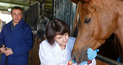 Equine Disease Surveillance report released for Q4 2025