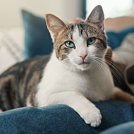 Feline tumours share genetic similarities with human cancers