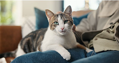 Feline tumours share genetic similarities with human cancers