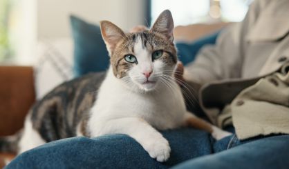 Feline tumours share genetic similarities with human cancers