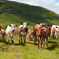 Stricter BVD measures in force for NI