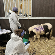 Rescued ponies highlight importance of deworming