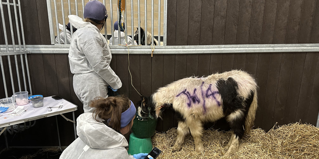 Rescued ponies highlight importance of deworming