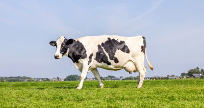 Infectious bacteria using milk protein to survive in cows