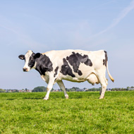 Infectious bacteria using milk protein to survive in cows