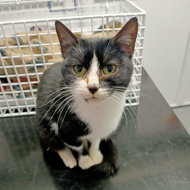 Charity appeal to return stowaway cat home