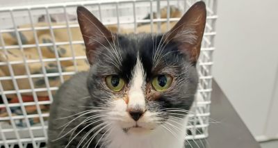 Charity appeal to return stowaway cat home