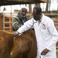 Brooke launches free app for training equine vets