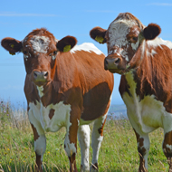 DAERA announces new BVD movement restrictions