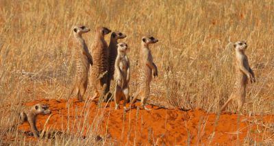 Meerkats use 'sunning calls' to maintain relationships