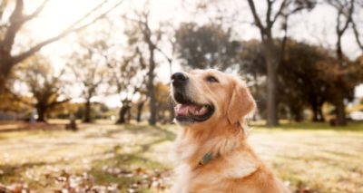 Hearing angry or happy voices can alter dogs' balance, study finds