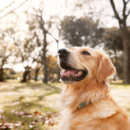 Hearing angry or happy voices can alter dogs' balance, study finds