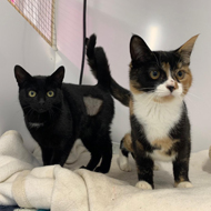 RSPCA crisis amid 'unprecedented' feline intake