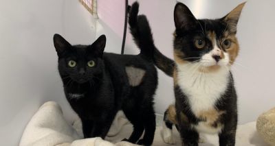 RSPCA crisis amid 'unprecedented' feline intake