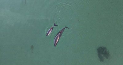 Boats affect how porpoises socialise and feed, study finds