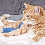 Drawer handles cause feline leg injuries, study finds