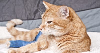 Drawer handles cause feline leg injuries, study finds