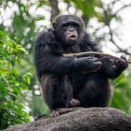 Apes engage in imaginative play, just like humans