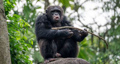 Apes engage in imaginative play, just like humans
