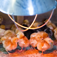 Light incubation found to affect chick enrichment behaviour