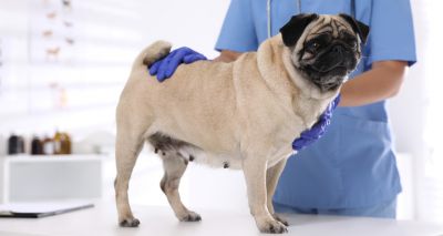 Treatment can improve pugs' PLE survival, study finds