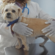 Early gonadectomies linked with Cranial Cruciate Ligament Disease