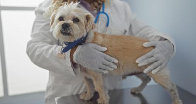 Early gonadectomies linked with Cranial Cruciate Ligament Disease