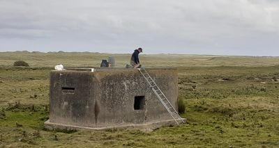 WWII pillboxes converted into common tern habitats