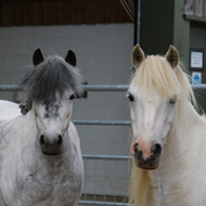 Redwings to consult on visitor centre closures