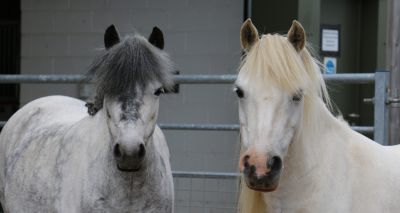 Redwings to consult on visitor centre closures