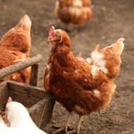 Study shows avian flu risks for Vietnamese chicken supply
