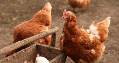 Study shows avian flu risks for Vietnamese chicken supply