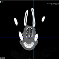 London Zoo shares CT scan of 'world's ugliest' pig