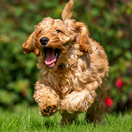 New insights into 'doodle' crossbreed behaviours