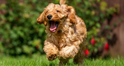 New insights into 'doodle' crossbreed behaviours